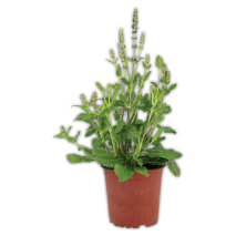 Bienenfreundliche Gartenpflanze
