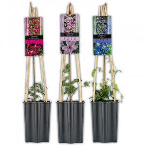 Produktbild »Blühende Clematis 
