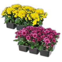 Chrysanthemen