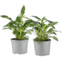 Echinacea Sonnenhut