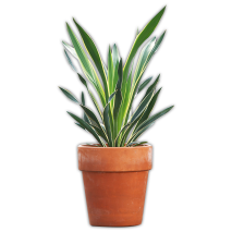 Garten-Yucca