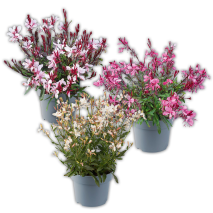 Gaura Prachtkerze