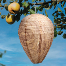 Wespenfrei Premium 2er-Set