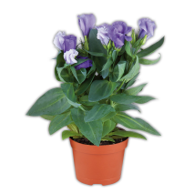 Produktbild »Eustoma«
