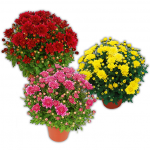 Garten-Chrysantheme