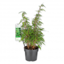Gartenbambus Fargesia Rufa