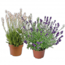 Lavendel Duo / Rosea