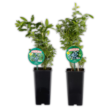 Produktbild »Naturheidelbeere«