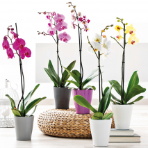 Orchidee Phalaenopsis
