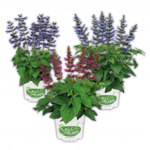 Produktbild »Salvia 'Salgoon Lake'«