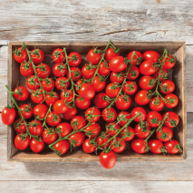 Fränkische Pflaumencocktailtomaten