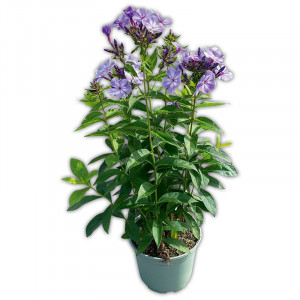 Produktbild »Flammenblume«