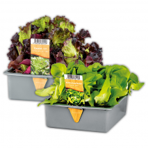 Produktbild »Herbsternte Salatpflanzen«