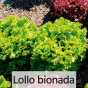 Produktbild-Variante