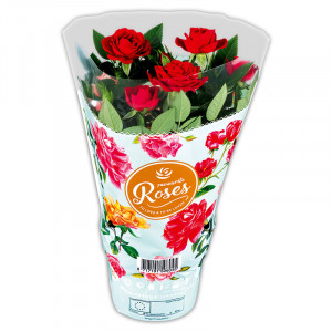 Produktbild »Topfrose«