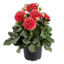 Produktbild »Winterharte Blühstauden / Dahlien Busch XL«