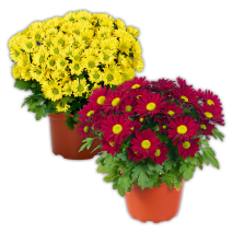 Chrysantheme Swifty