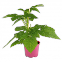 Produktbild »Dornenlose Himbeerpflanze«