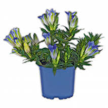Produktbild »Edel-Enzian 'Gentiana scabra'«