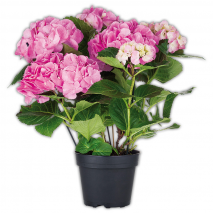 Produktbild »Hortensie«