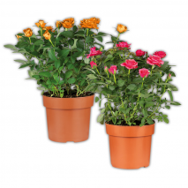Produktbild »Jumbo Topfrose«