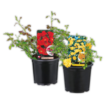 Bodendeckerrose
