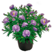 Herbstastern Busch XL