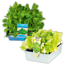 Herbsternte Salatpflanzen / Feldsalat