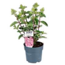 Rispen Hortensie