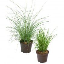 Produktbild »Ziergras«