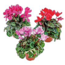 Alpenveilchen Cyclamen