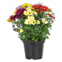 Produktbild »Chrysantheme«
