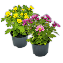 Chrysantheme Swifty Mini
