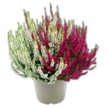 Heidekraut Calluna Twins