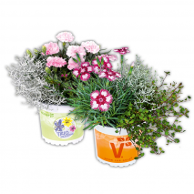 Produktbild »Herbst Trio 'Autumn Checkies-Mix'«