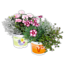 Herbst Trio Autumn Checkies-Mix