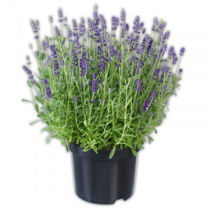 Produktbild »Lavendel«