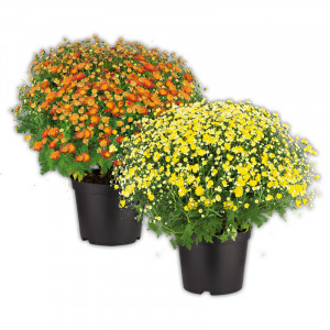 Produktbild »Bauernchrysantheme«