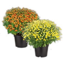 Bauernchrysantheme