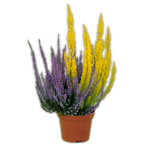 Calluna mit Baumheide