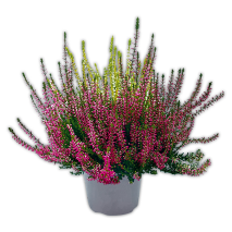 Calluna