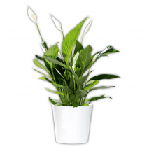 Produktbild »Curcuma / Spathiphyllum«