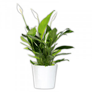 Produktbild »Curcuma / Spathiphyllum«