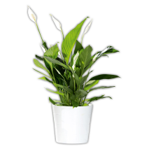 Curcuma / Spathiphyllum
