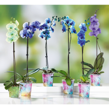 Produktbild »Orchideen Farbenspiel«