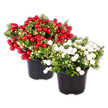 Produktbild »Pernettya mit Beeren«