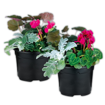 Herbstmix Trio