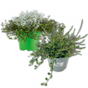 Produktbild »Herbstpflanzen Duo«