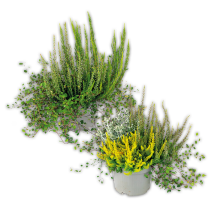 Herbsttraum Quattros
