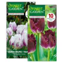 Tulpen